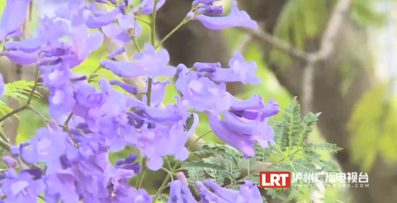紫蓝色花海等你打卡！泸州主城区3000余株蓝花楹开了-9.png
