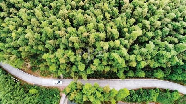 整合资金120亿元大力发展竹产业，泸州受省上表扬-3.jpg