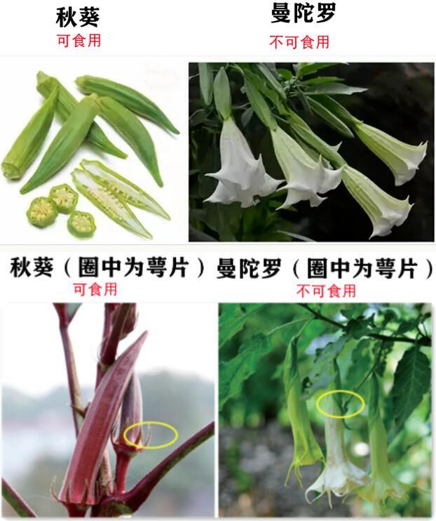 认错了“血皮菜”误食后恶心呕吐，泸州两姐妹急忙赶到医院-3.jpg