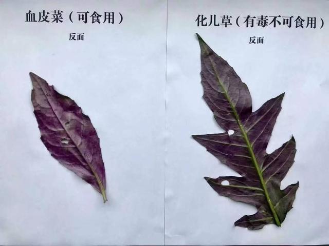 认错了“血皮菜”误食后恶心呕吐，泸州两姐妹急忙赶到医院-2.jpg