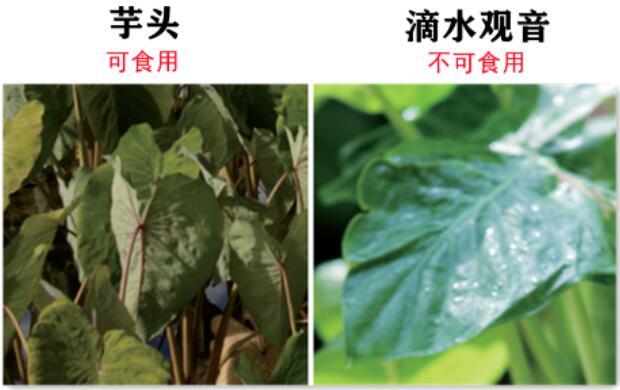 认错了“血皮菜”误食后恶心呕吐，泸州两姐妹急忙赶到医院-6.jpg
