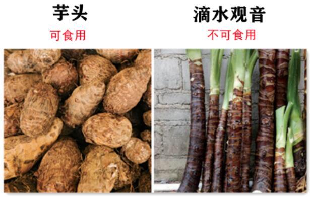 认错了“血皮菜”误食后恶心呕吐，泸州两姐妹急忙赶到医院-7.jpg