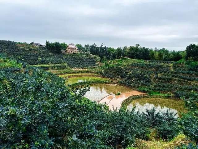 「泸州」泸县百和镇：昔日撂荒地 今朝致富山-1.jpg