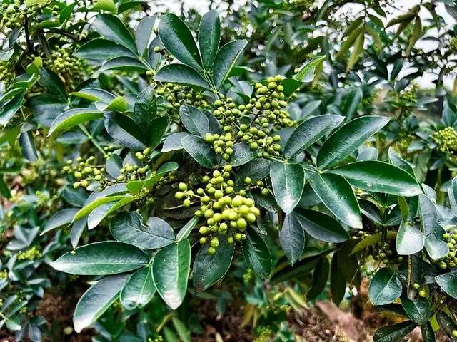 「泸州」泸县百和镇：昔日撂荒地 今朝致富山-2.jpg