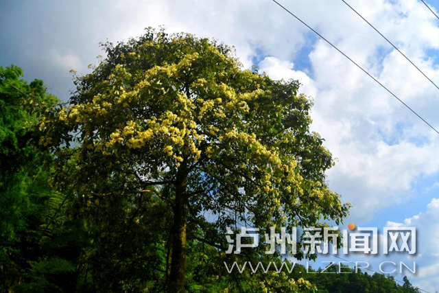 如蝴蝶般随风舞动！古蔺黄荆老林“中国最美古树”开花了-1.jpg