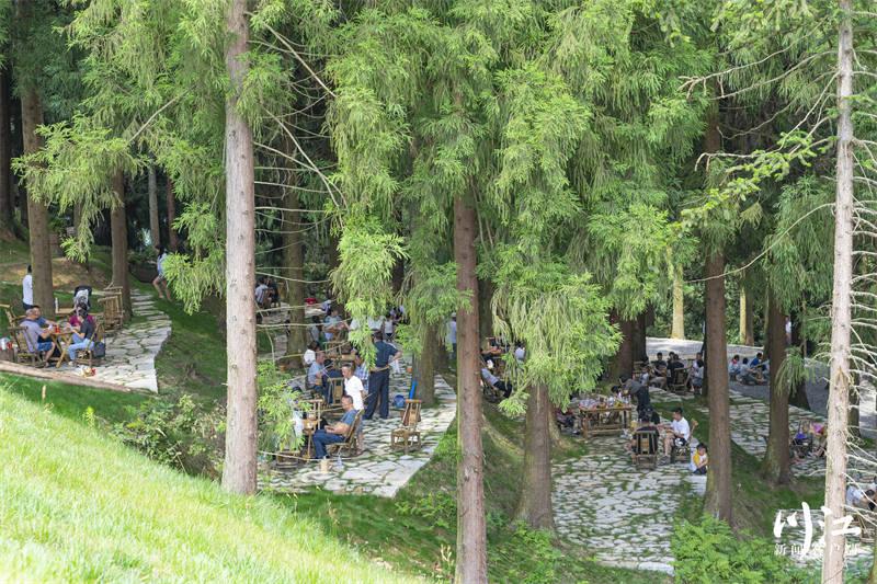 酷暑平均气温仅18-25℃，出发去泸州之巅​罗汉林清凉度夏！-1.jpg