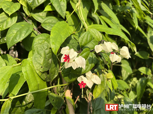 泸州植物园的绚烂“花路” 一场来自西双版纳的浪漫-1.jpg