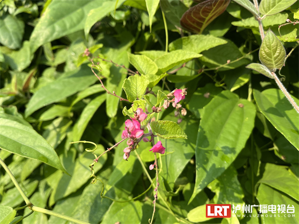 泸州植物园的绚烂“花路” 一场来自西双版纳的浪漫-2.jpg