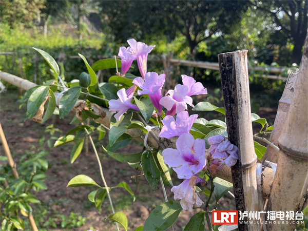 泸州植物园的绚烂“花路” 一场来自西双版纳的浪漫-4.jpg