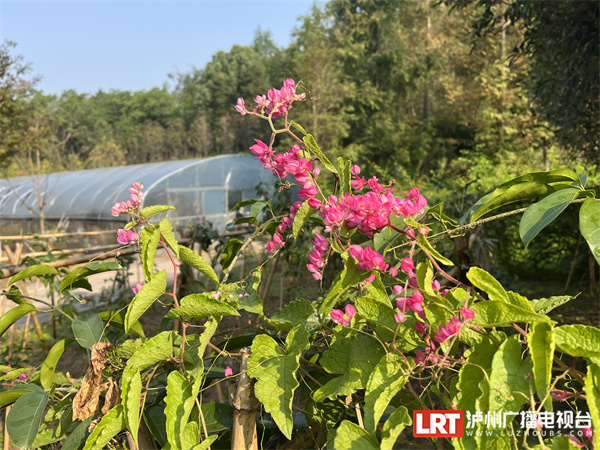 泸州植物园的绚烂“花路” 一场来自西双版纳的浪漫-3.jpg