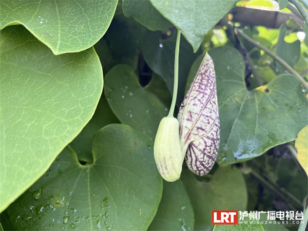 泸州植物园的绚烂“花路” 一场来自西双版纳的浪漫-5.jpg