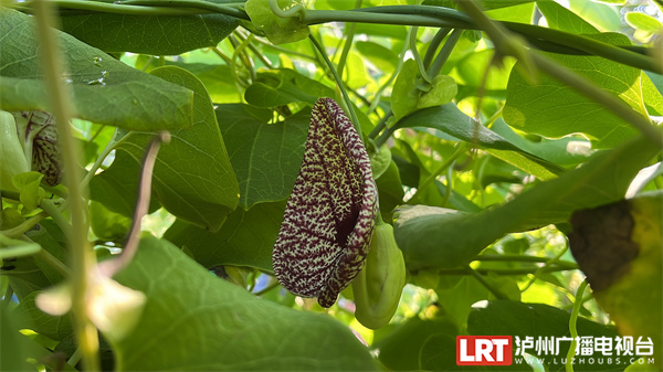 泸州植物园的绚烂“花路” 一场来自西双版纳的浪漫-7.jpg