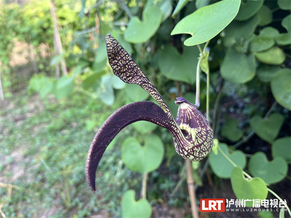 泸州植物园的绚烂“花路” 一场来自西双版纳的浪漫-6.jpg