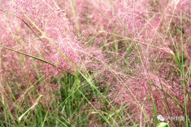太美了！泸州绝美“粉黛子花海”来袭，粉黛入秋色！-4.jpg