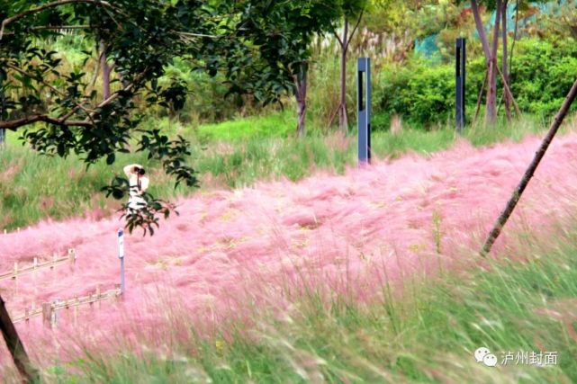 太美了！泸州绝美“粉黛子花海”来袭，粉黛入秋色！-6.jpg