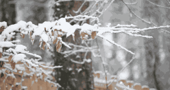 最低0℃！可能要下雪！泸州人挺住！强降温又来了-5.gif