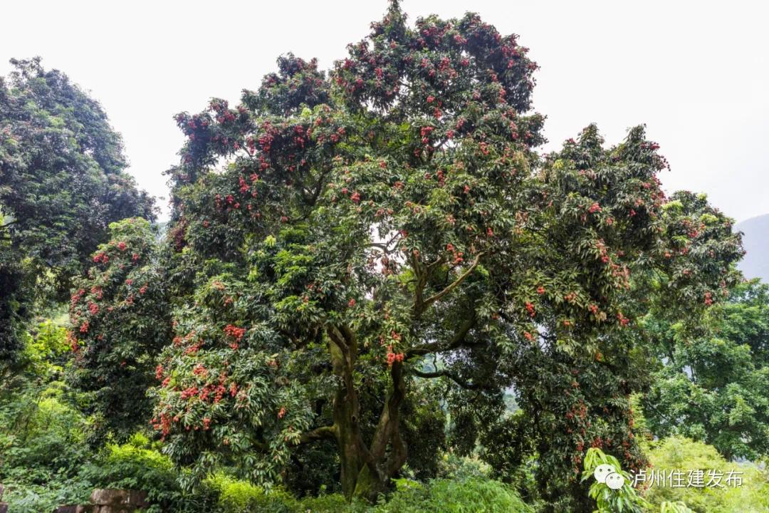 泸州现有古树名木3064株，已全部实现挂牌保护-7.jpg