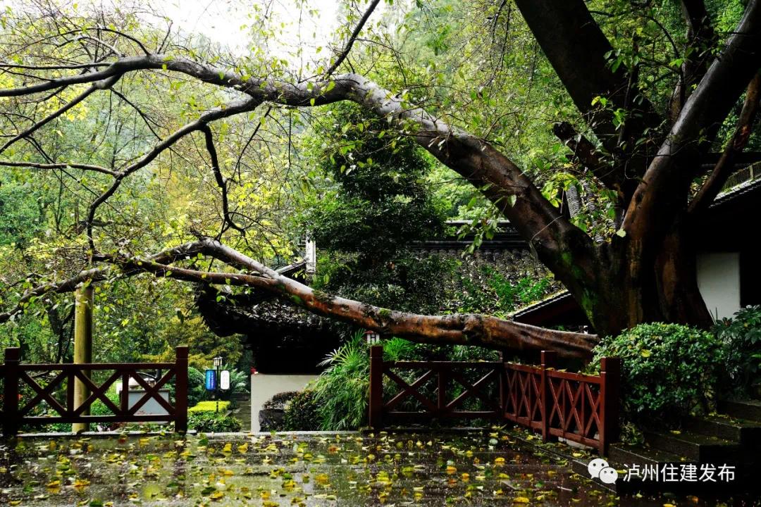 泸州现有古树名木3064株，已全部实现挂牌保护-6.jpg