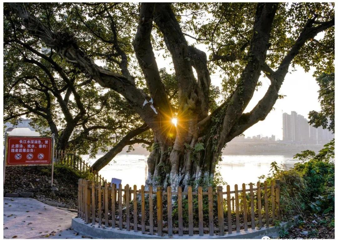 泸州现有古树名木3064株，已全部实现挂牌保护-10.jpg