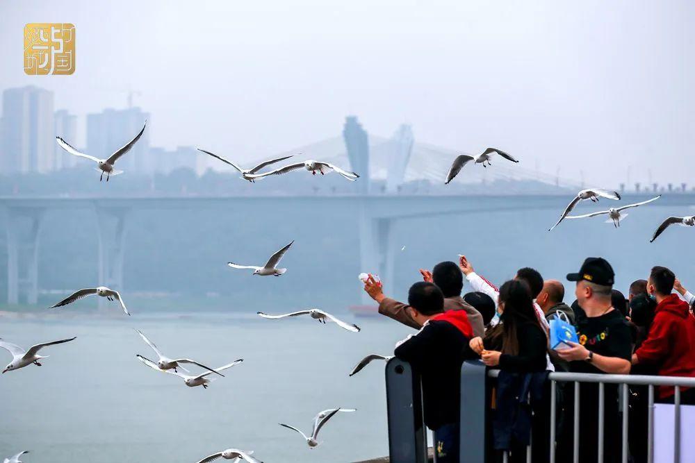 泸州家书2023丨美丽酒城正在等你回家！！快回来吧-7.jpg