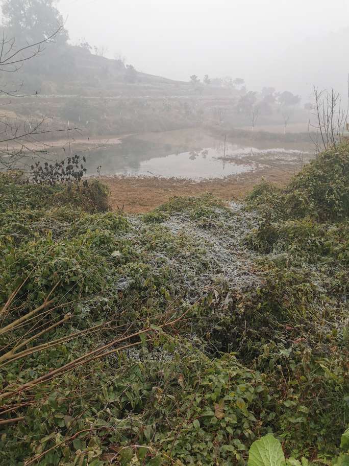 最低4℃！今天泸州好冷，田间地里都起霜了！-5.jpg