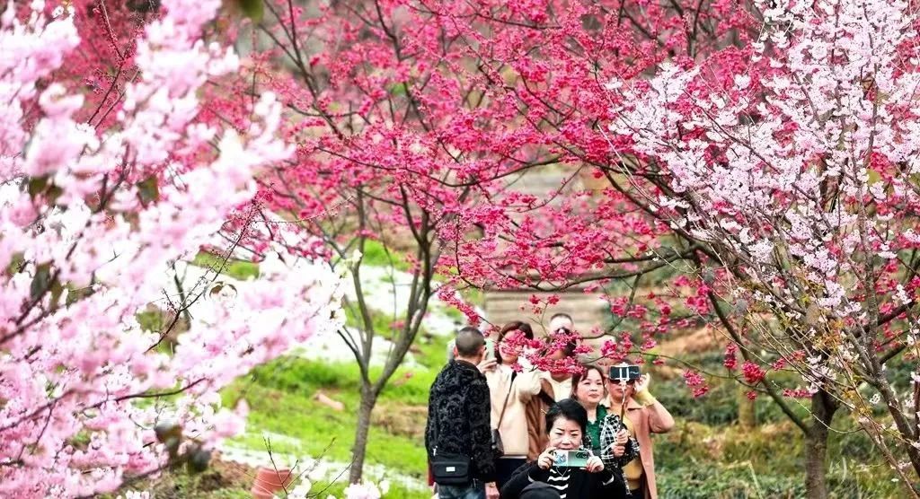 阳光返场！泸州最高温将升至18℃！周末都是好天气-1.jpg