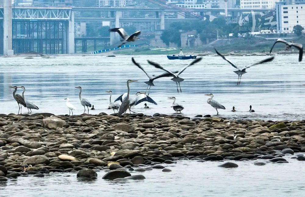 阳光返场！泸州最高温将升至18℃！周末都是好天气-3.jpg