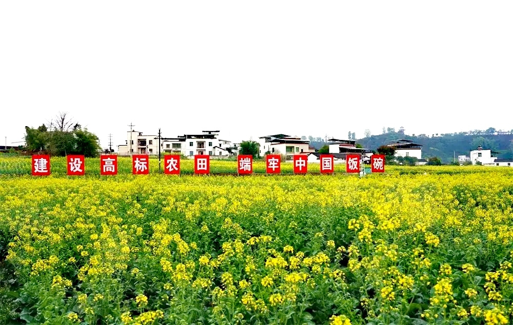泸县谭坝的油菜fafa开啦~还有新修的环山步道、农家乐、民宿……-4.jpg