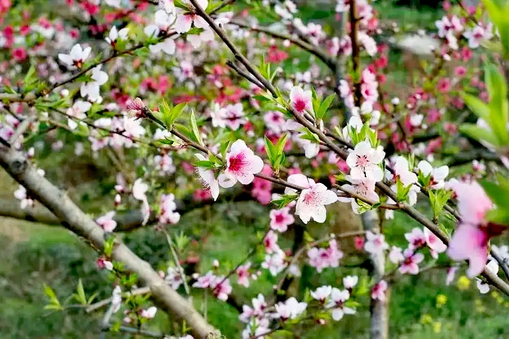 三月赏花攻略丨泸州这里有千亩桃花林，汉服入园免门票-8.jpg