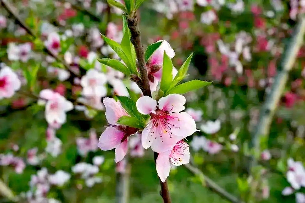 三月赏花攻略丨泸州这里有千亩桃花林，汉服入园免门票-9.jpg