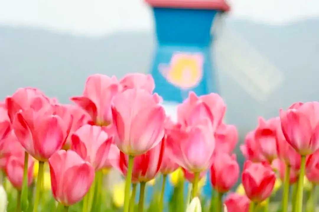 三月赏花攻略丨泸州这里有千亩桃花林，汉服入园免门票-23.jpg