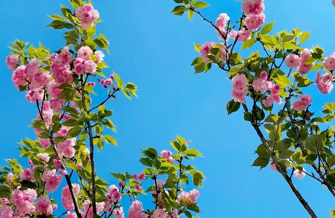 三月赏花攻略丨泸州这里有千亩桃花林，汉服入园免门票-25.jpg