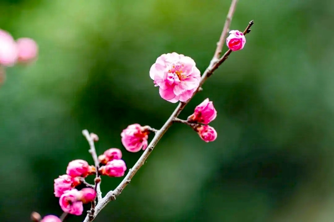 三月赏花攻略丨泸州这里有千亩桃花林，汉服入园免门票-28.jpg