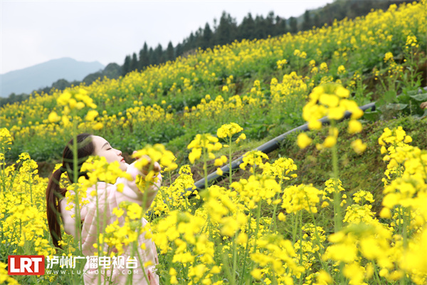 泸州油菜花开春意浓，乡村美景入画来-1.jpg