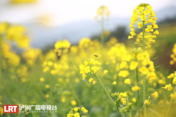 泸州油菜花开春意浓，乡村美景入画来-2.jpg