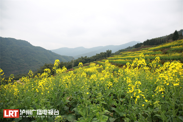 泸州油菜花开春意浓，乡村美景入画来-3.jpg
