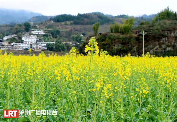 泸州油菜花开春意浓，乡村美景入画来-4.jpg