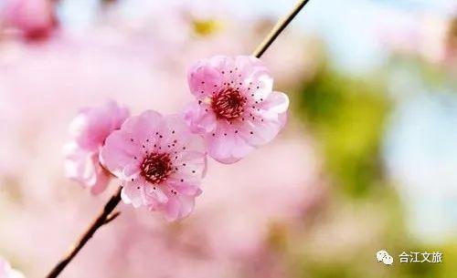 春暖花开！这个周末，在合江邂逅“花花”世界-1.jpg