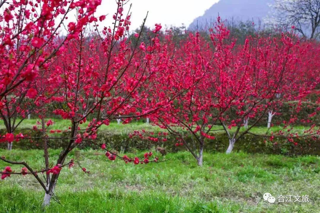 春暖花开！这个周末，在合江邂逅“花花”世界-9.jpg