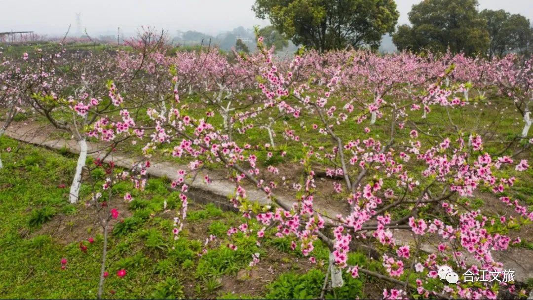 春暖花开！这个周末，在合江邂逅“花花”世界-4.jpg