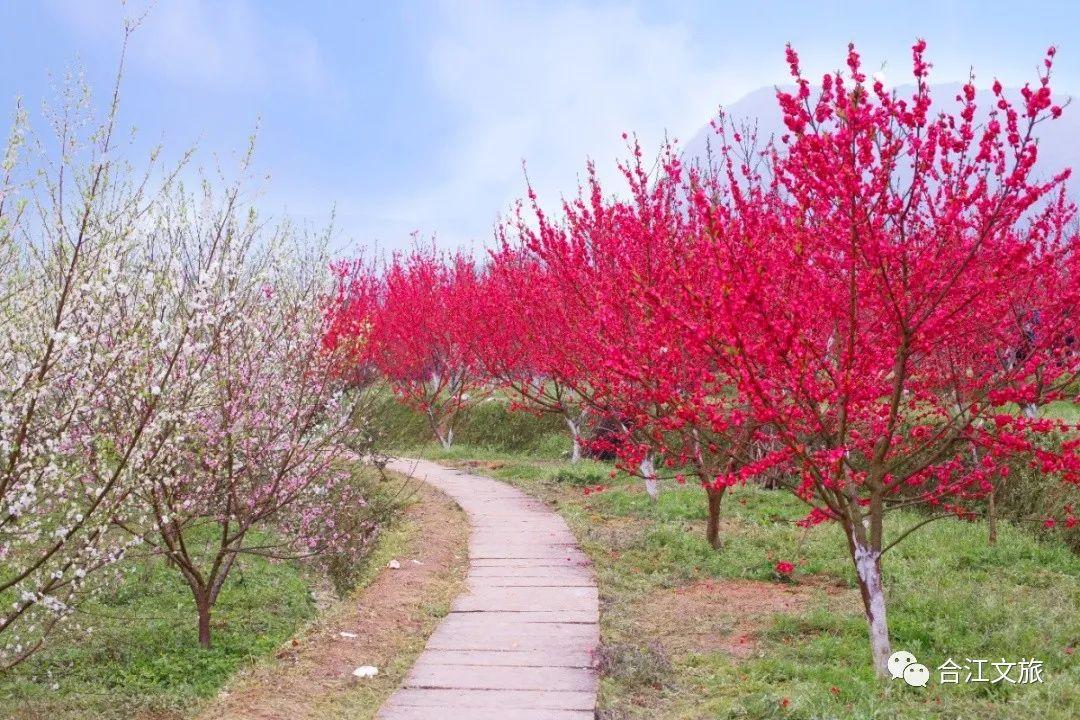 春暖花开！这个周末，在合江邂逅“花花”世界-7.jpg