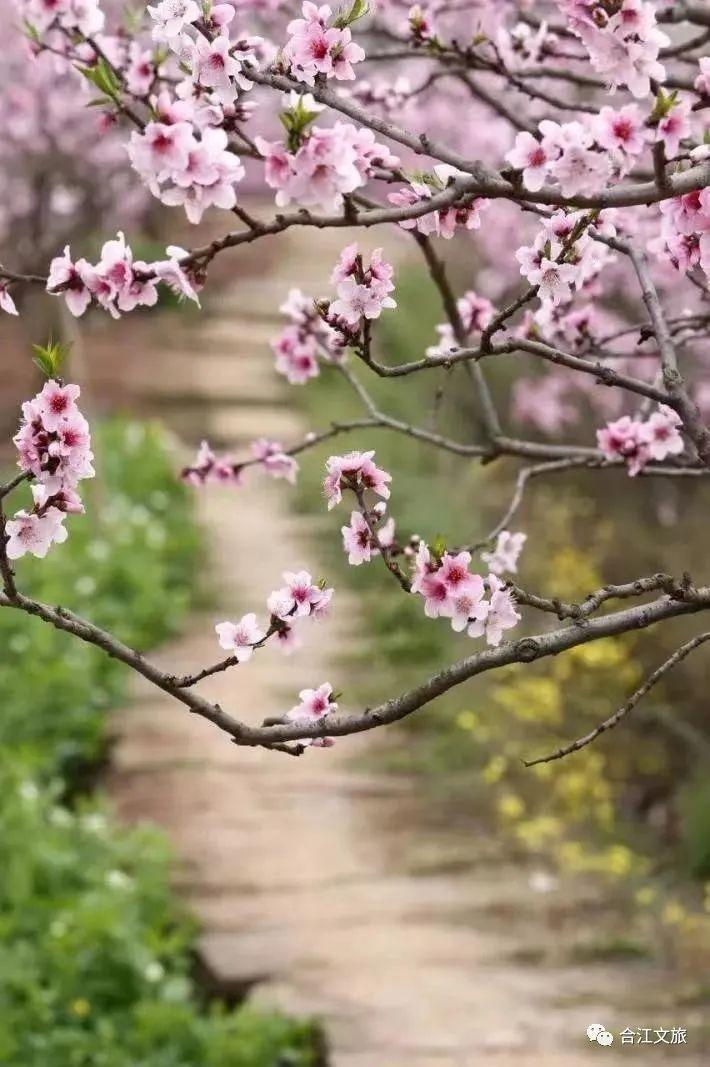 春暖花开！这个周末，在合江邂逅“花花”世界-6.jpg