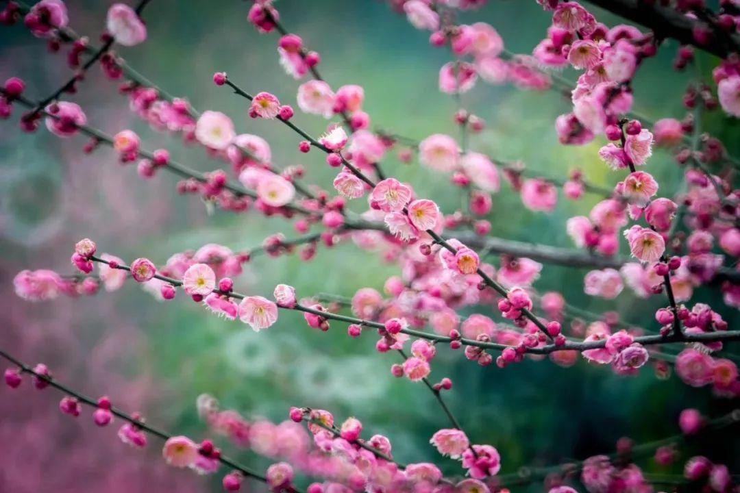 春暖花开！这个周末，在合江邂逅“花花”世界-5.jpg