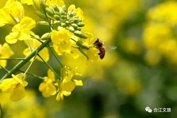 春暖花开！这个周末，在合江邂逅“花花”世界-16.jpg