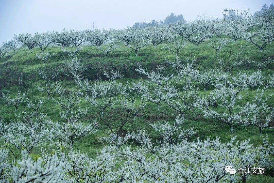 春暖花开！这个周末，在合江邂逅“花花”世界-13.jpg