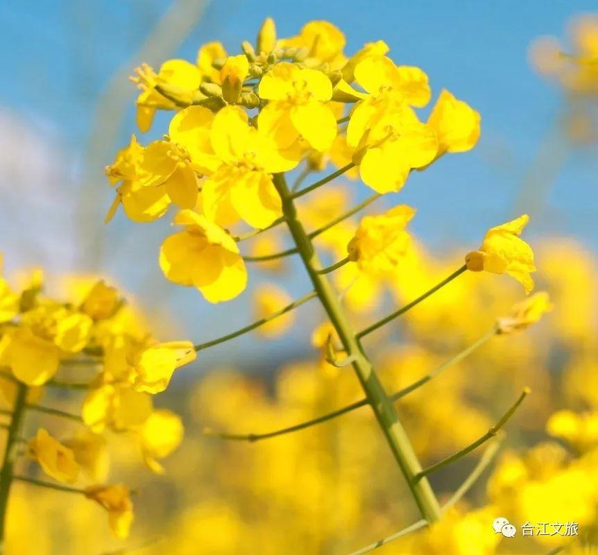 春暖花开！这个周末，在合江邂逅“花花”世界-17.jpg