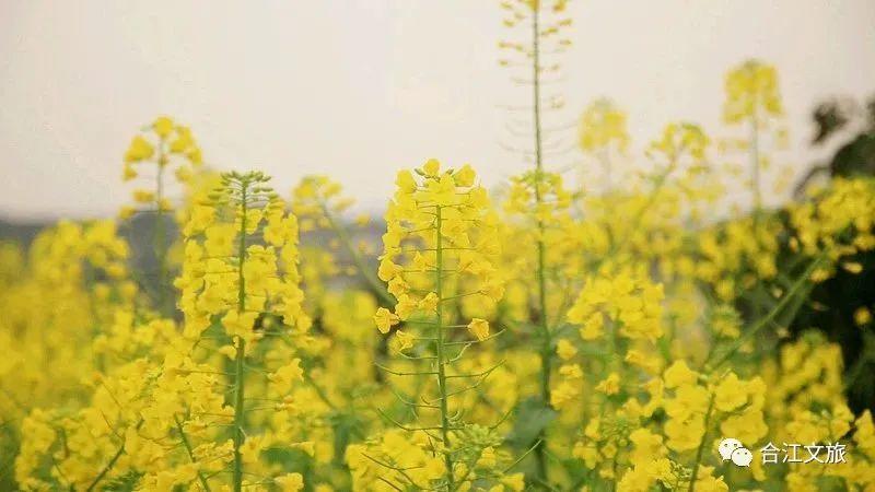 春暖花开！这个周末，在合江邂逅“花花”世界-15.jpg