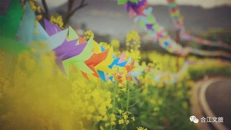 春暖花开！这个周末，在合江邂逅“花花”世界-20.jpg