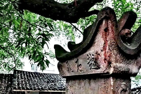 泸州周边的花都开好了，大家选择的赏花去处也不一样，你都去了哪里？-7.jpg
