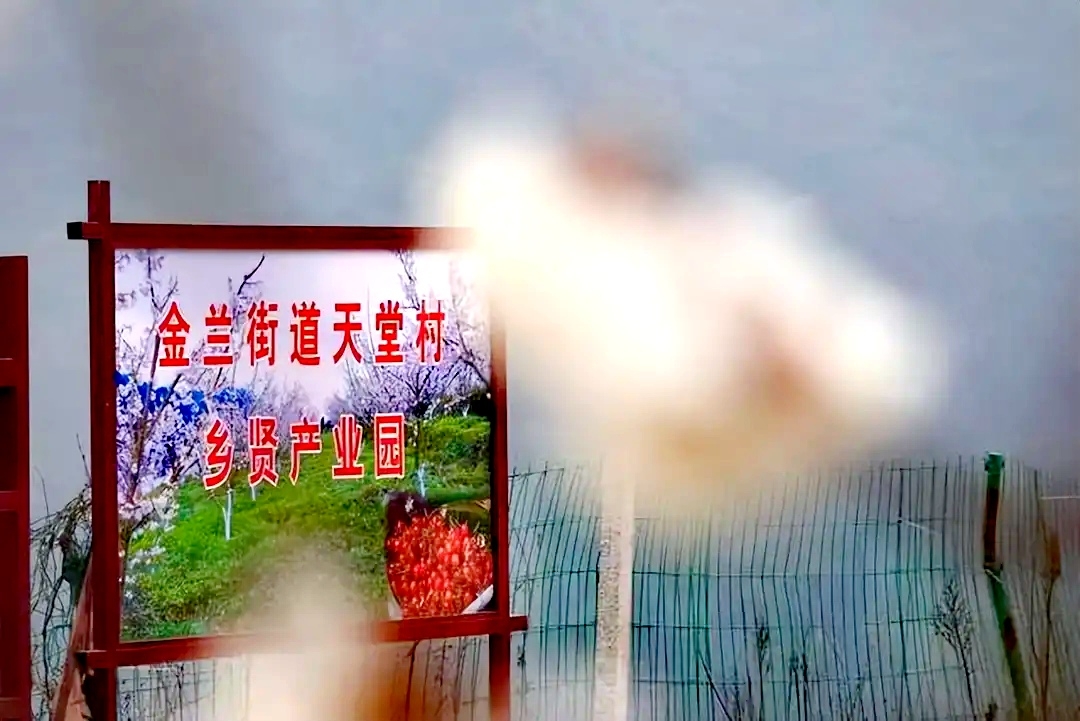 「泸州」古蔺乡贤产业园：千亩樱桃花开，浪漫迎春来-5.jpg